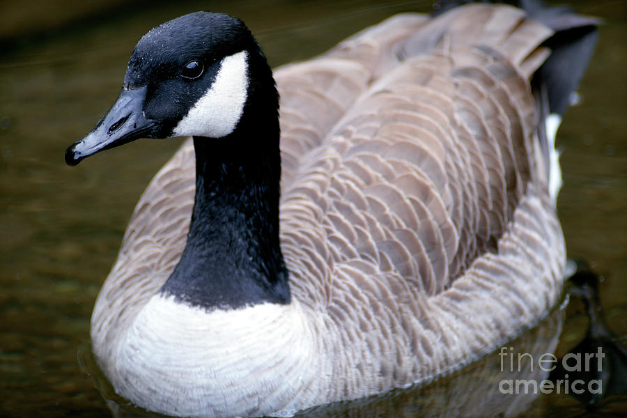 Canada Goose Full Frame Photograph by Terry Elniski