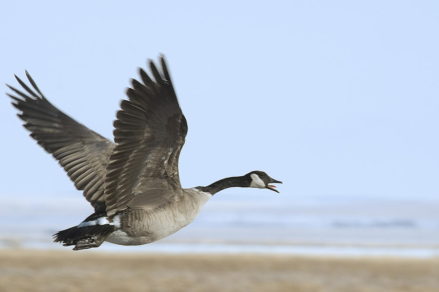 Canada Goose Photograph by Gary Beeler