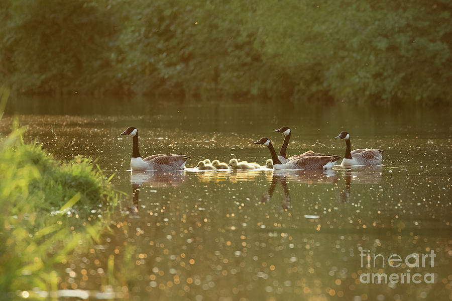 Branta Canadensis Photograph - Canada goose geese family - Branta canadensis - with goslings on a by Paul Farnfield Branta Canadensis Photograph - Canada goose geese family - Branta canadensis - with goslings on a by Paul Farnfield