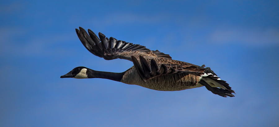 Canada Goose Gliding In Photograph by Dale Kauzlaric