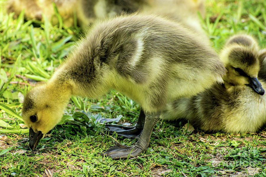 Canada Goose Gosling Photograph by Gary Whitton