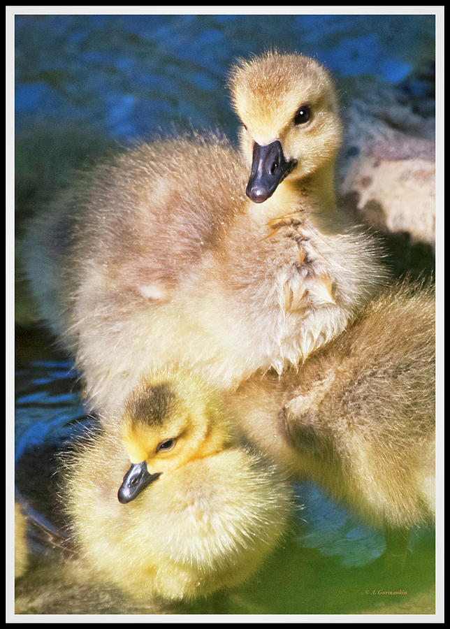 Canada Goose Goslings Photograph by A Macarthur Gurmankin