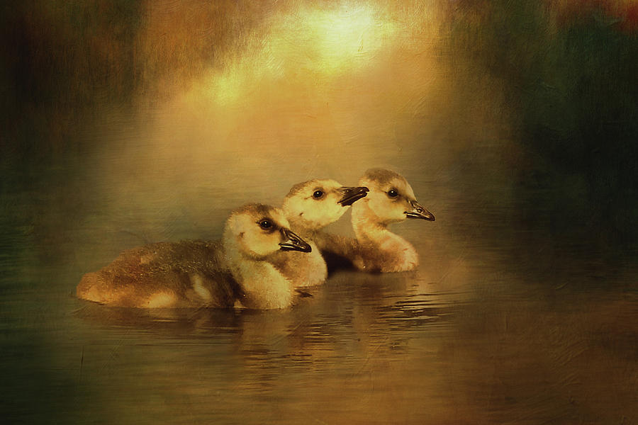 Canada Goose Goslings Digital Art by TnBackroadsPhotos