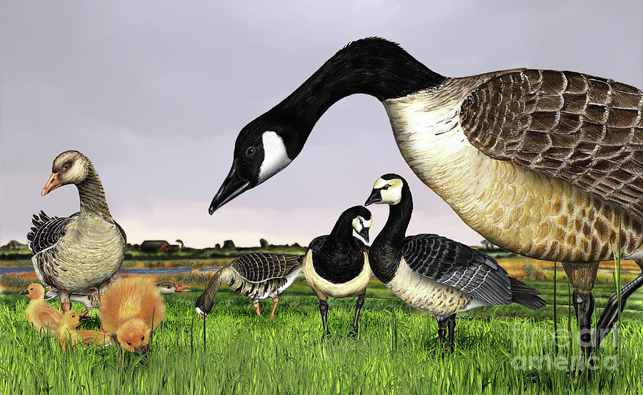 Canada Goose - Greylag Goose with fledglings chicks - White fronted Goose -  Barnacle Goose Painting by Urft Valley Art \ Matt J G  Maassen-Pohlen