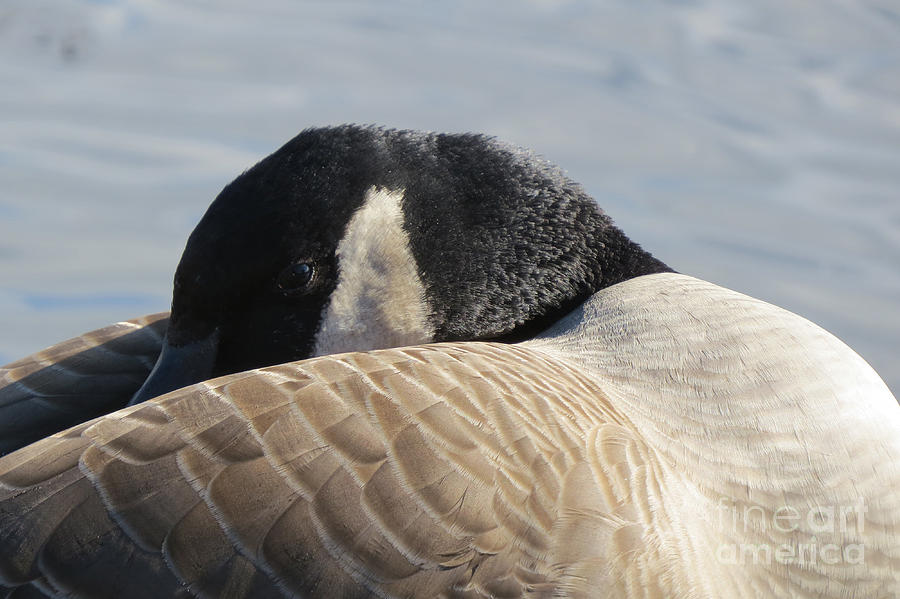 Canada Goose Head Photograph by Mary Mikawoz