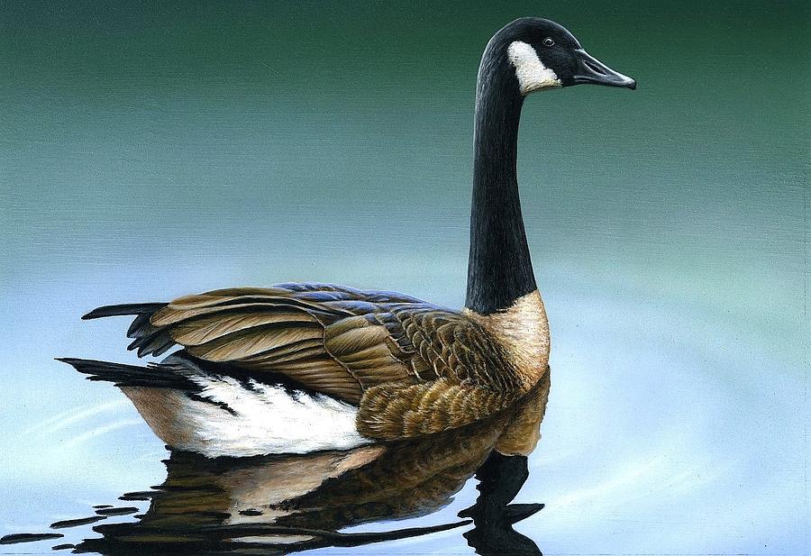 Canada Goose II Painting by Anthony J Padgett
