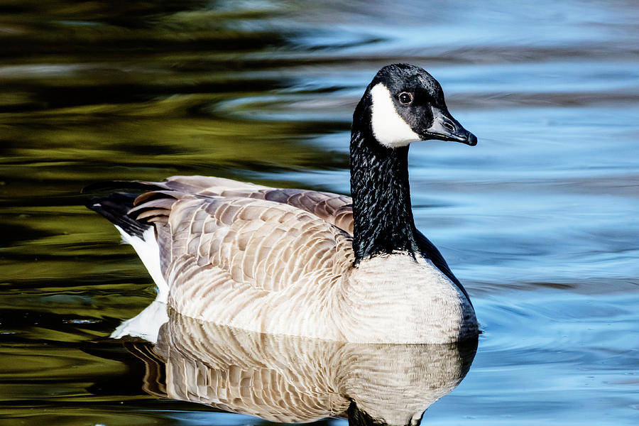 Canada goose in a pond Photograph by Vishwanath Bhat