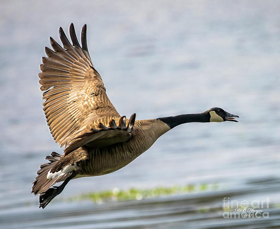 Canada Goose In Flight Photograph by DB Hayes