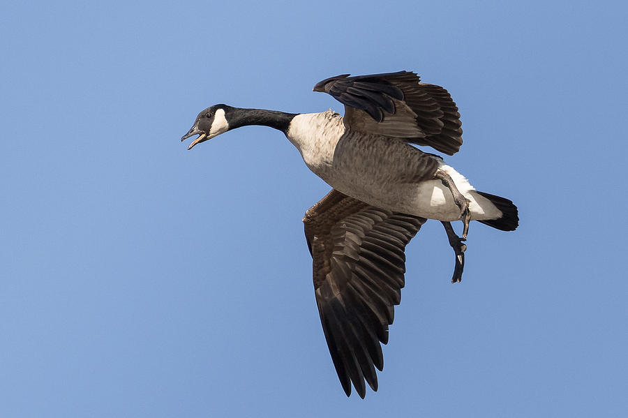 Canada Goose in flight Photograph by Kevin Giannini
