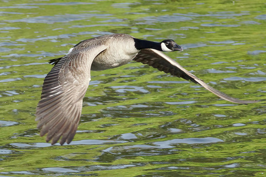Goose Photograph - Canada Goose In Flight by Mark Hryciw