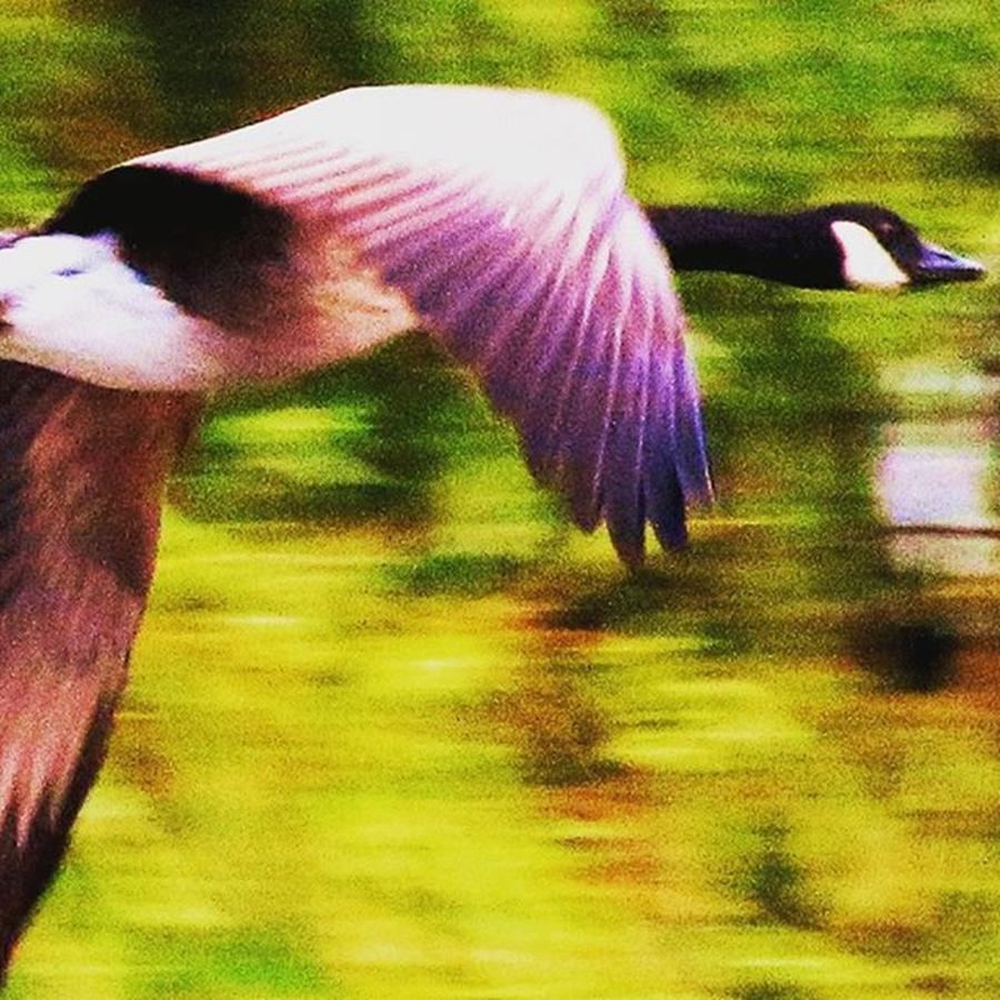 Tree Photograph - Canada Goose In Flight

#goose by Elizabeth Whycer