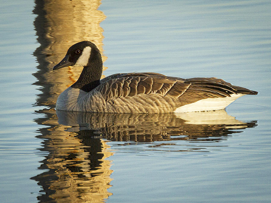 Canada Goose Photograph by Jean Noren