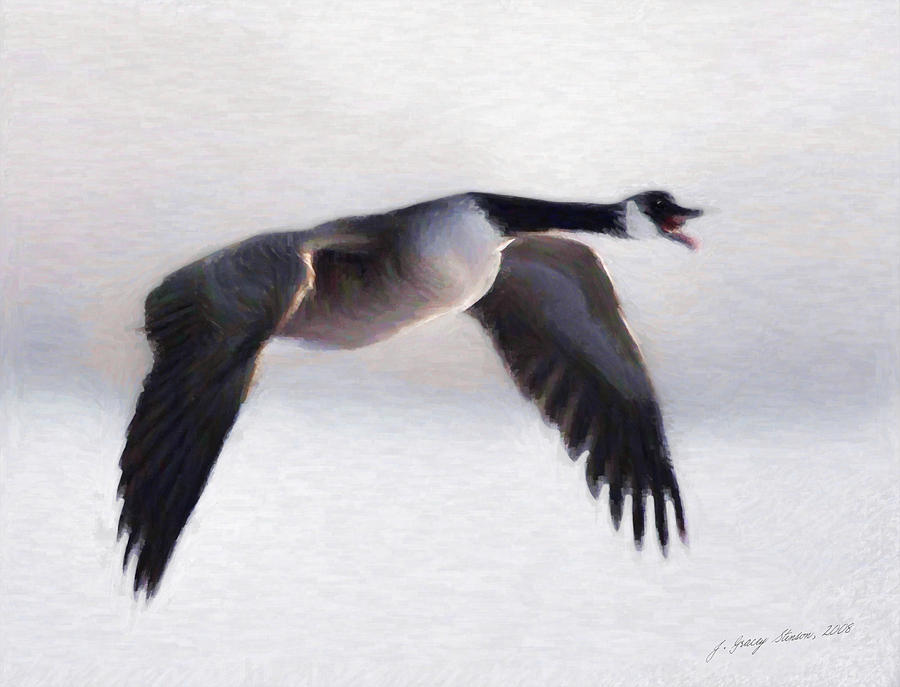 Canada Goose Digital Art by JGracey Stinson