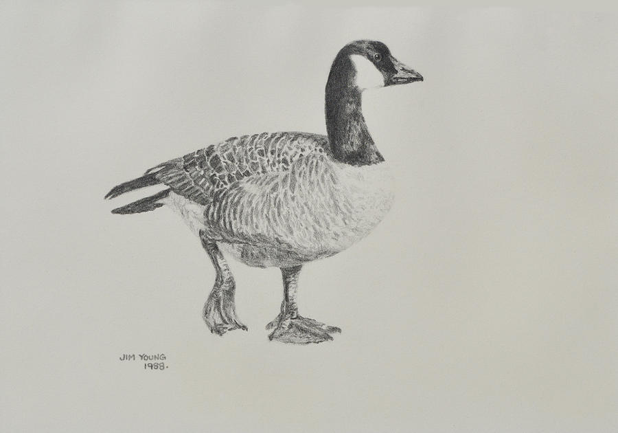 Goose Painting - Canada Goose by Jim Young 