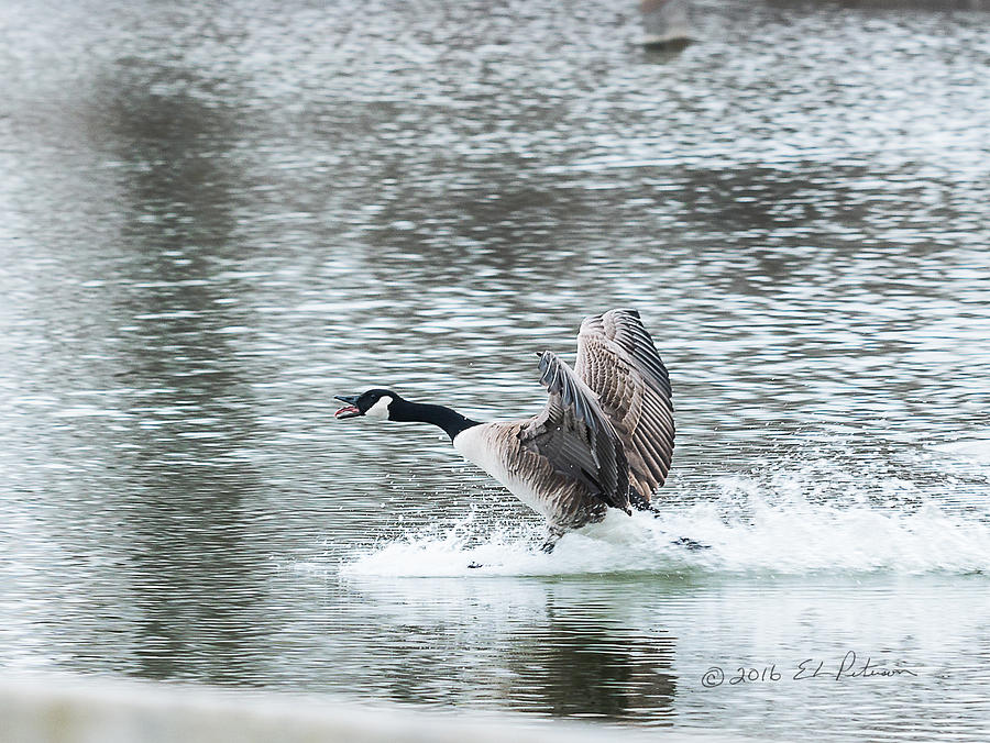 Canada Goose Landing 2 Photograph by Ed Peterson