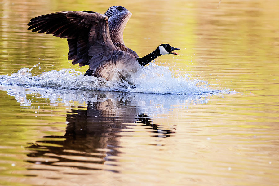 Canada goose landing Photograph by Vishwanath Bhat