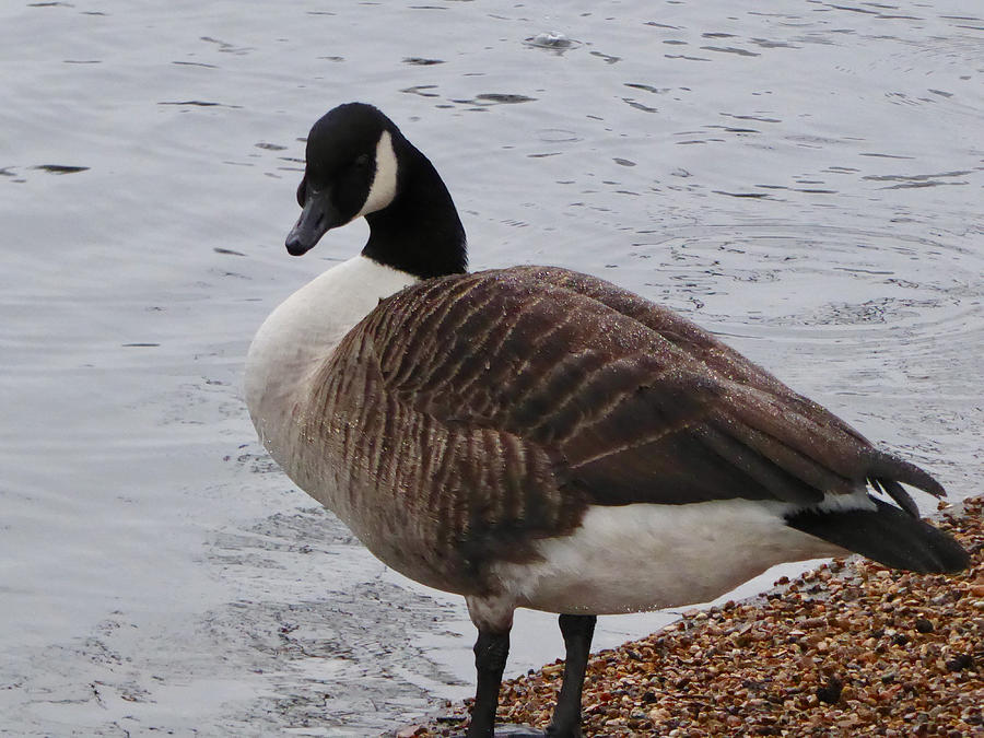Canada Goose Photograph by Margaret Brooks