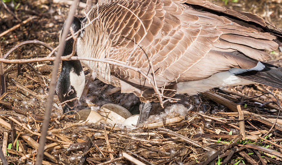 Canada Goose Maternity Ward Photograph by Ed Peterson