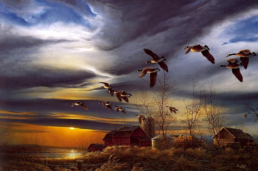 Sunset Digital Art - Canada Goose by Maye Loeser