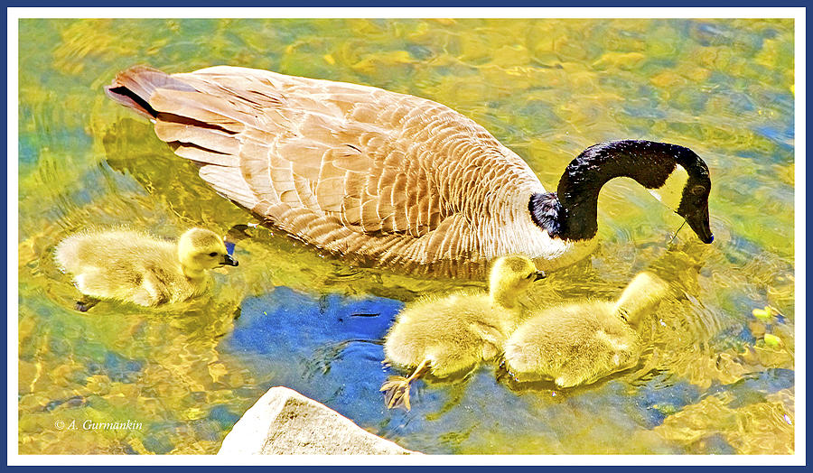 Nature Photograph - Canada Goose Mother with Goslings by A Macarthur Gurmankin