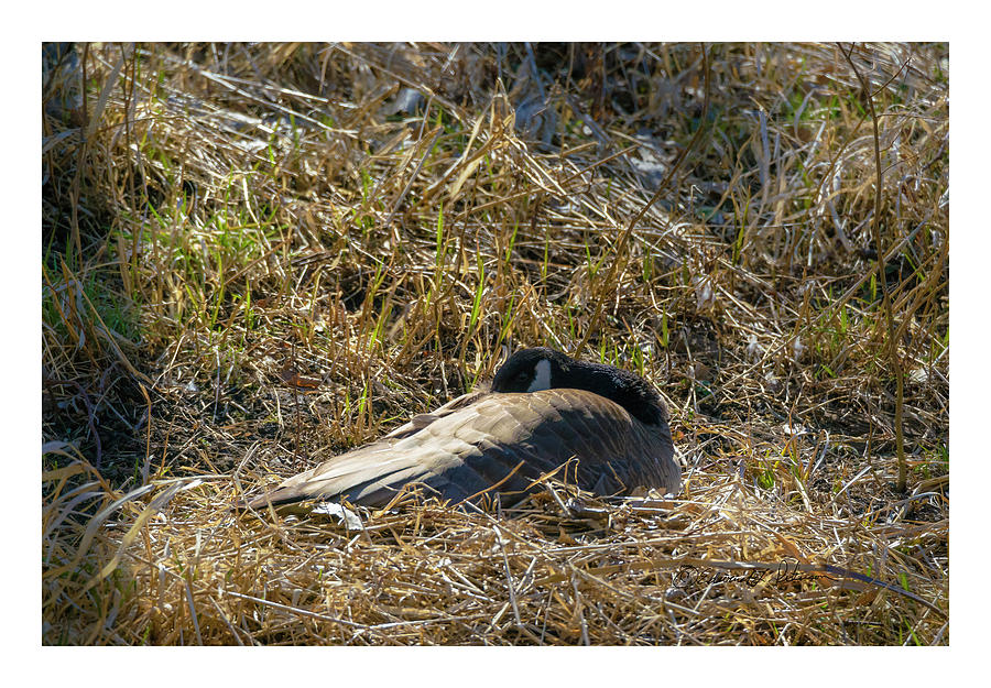 Canada Goose Nesting 2 Photograph by Ed Peterson