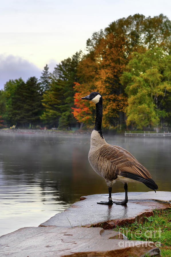 Canada Goose Photograph by Maxim Images Exquisite Prints