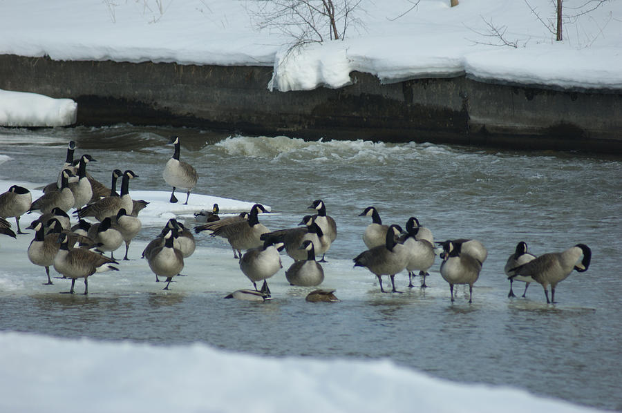 Canada Goose On Ice Photograph