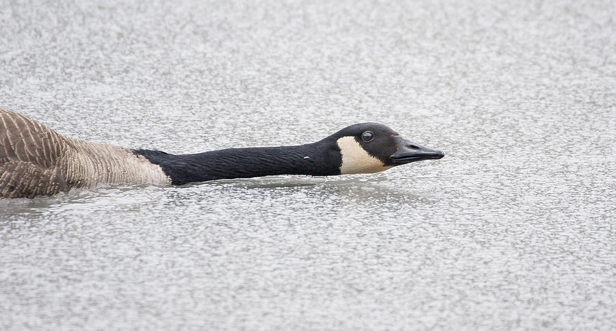 Canada Goose on ice Photograph by Steven Ralser