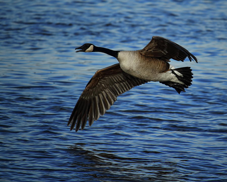 Canada Goose Over Blue Water Photograph by Dale Kauzlaric