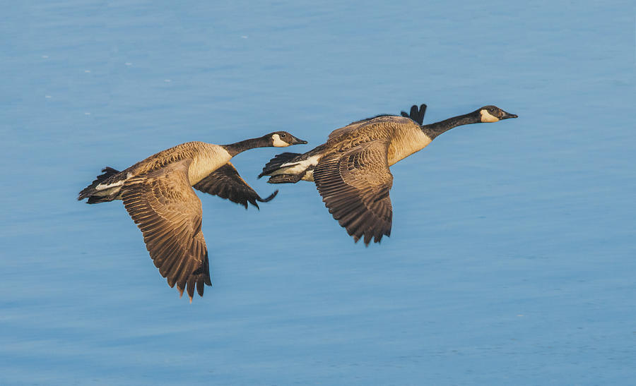 Canada Goose Pair Flying Together Photograph by William Bitman