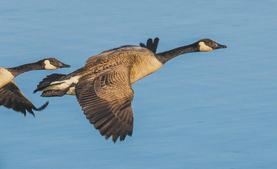 Canada Goose Pair Flying Photograph by William Bitman