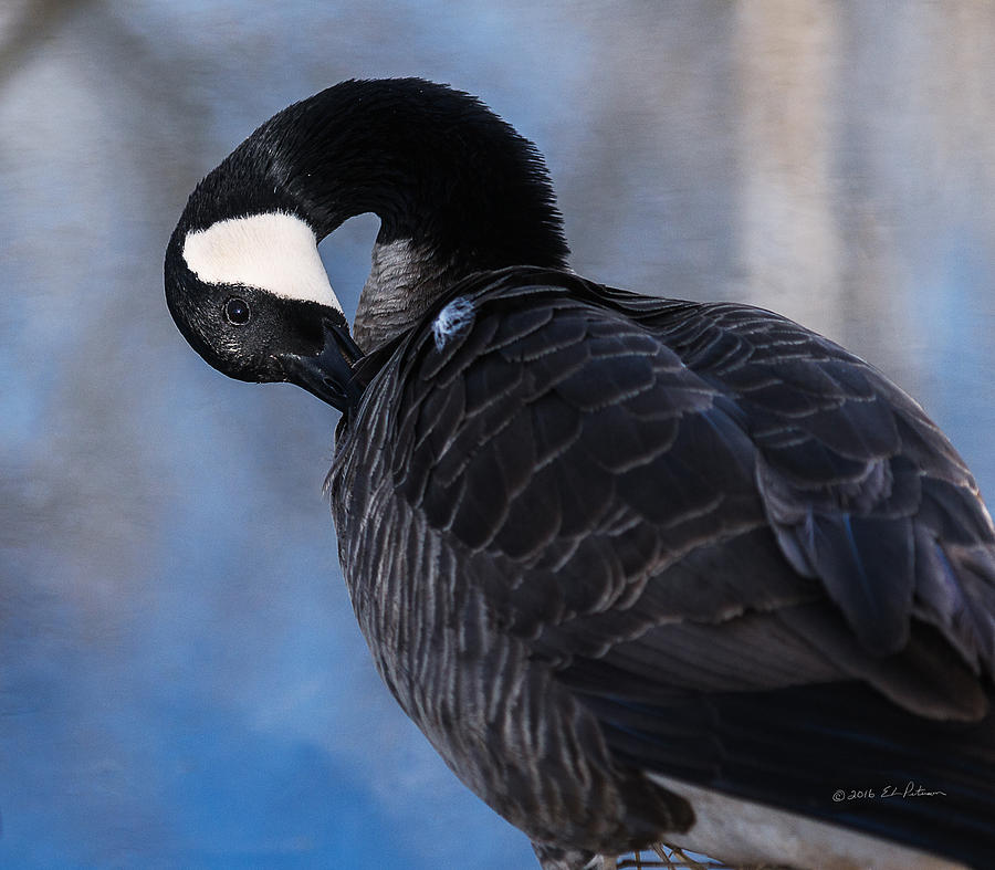 Canada Goose Preening Photograph by Ed Peterson