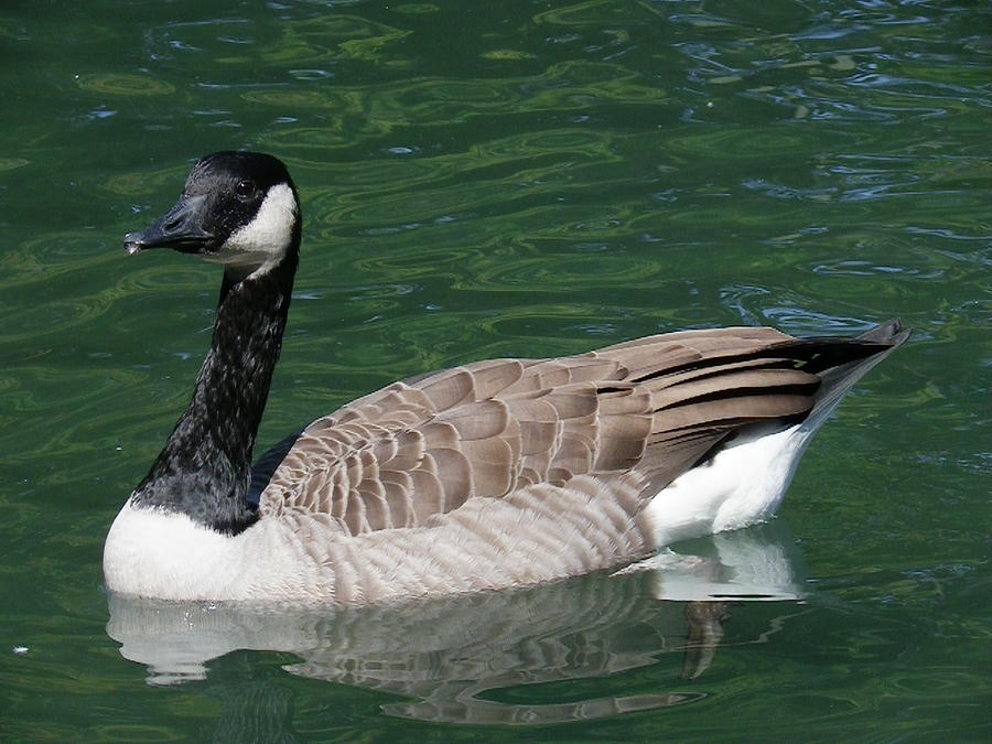 Canada Goose Photograph by Peggy King