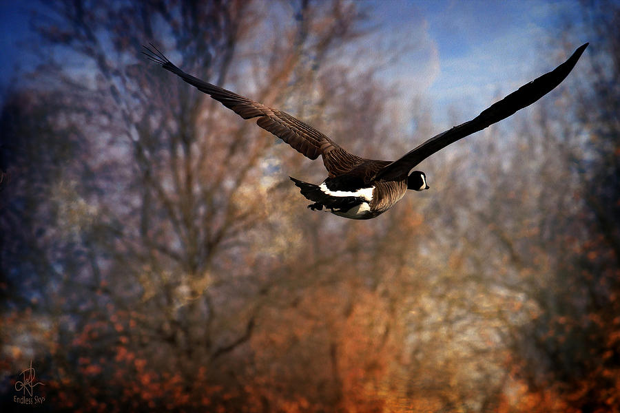 Canada Goose Photograph by Pennie McCracken