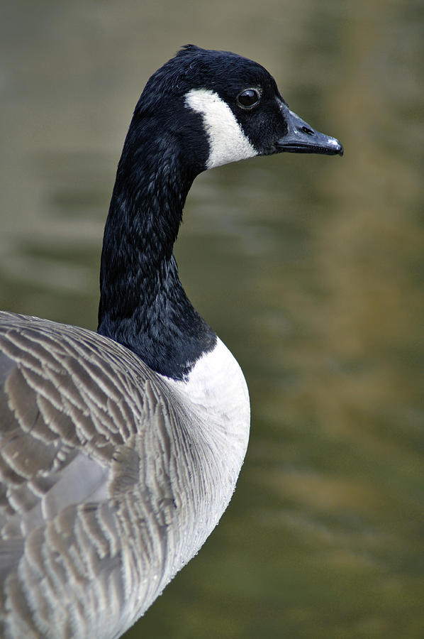 Canada Goose Portrait Photograph by Rod Johnson