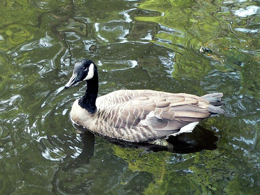 Geese Photograph - Canada Goose Pose by Al Powell Photography USA