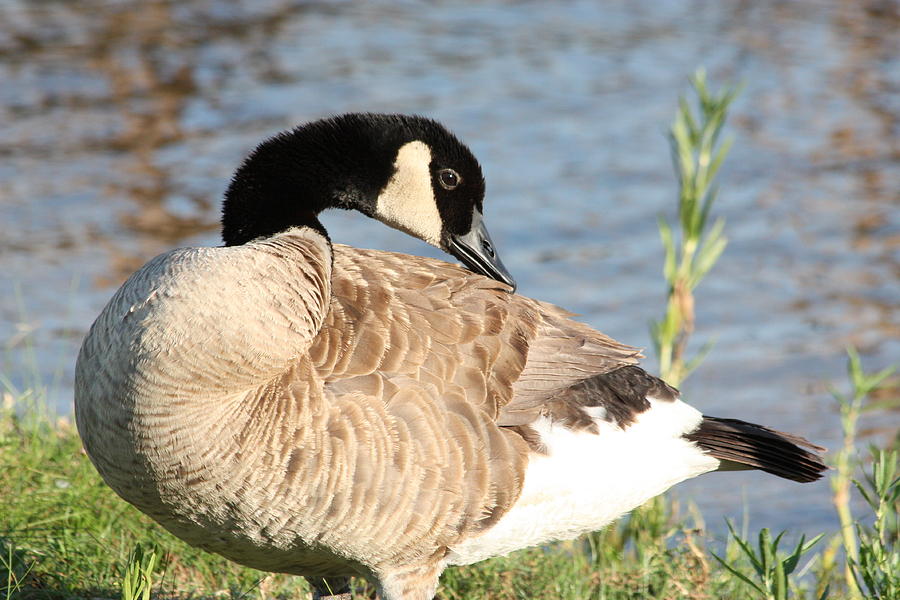 Canada Goose Posing Photograph by Sheila Brown