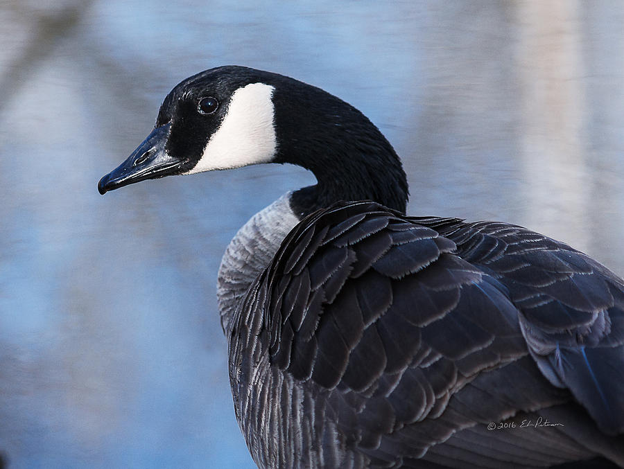 Canada Goose Preening 3 Photograph by Ed Peterson