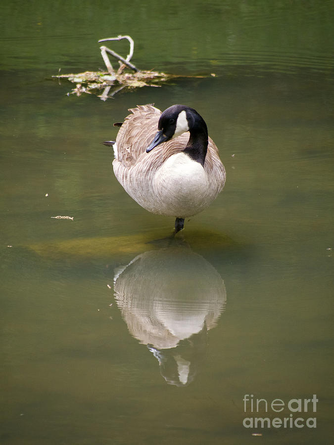 Canada Goose Reflection Photograph by Rachel Morrison