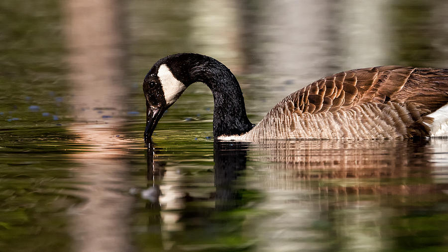 Canada Goose Reflections Photograph by Bill Wakeley