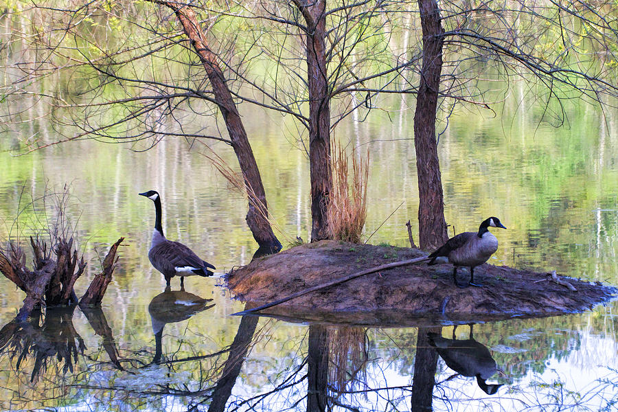 Canada Goose Reflections Photograph by Kathy Clark