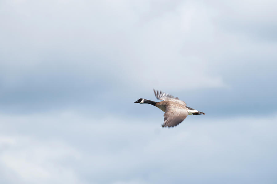 Goose Photograph - Canada Goose  by Robert Braley