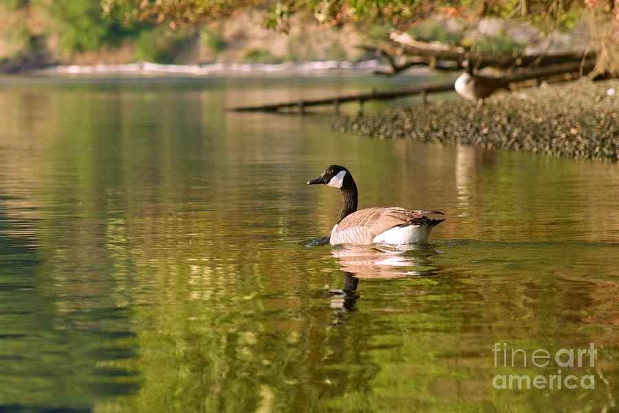 Canada Goose Photograph by Sean Griffin