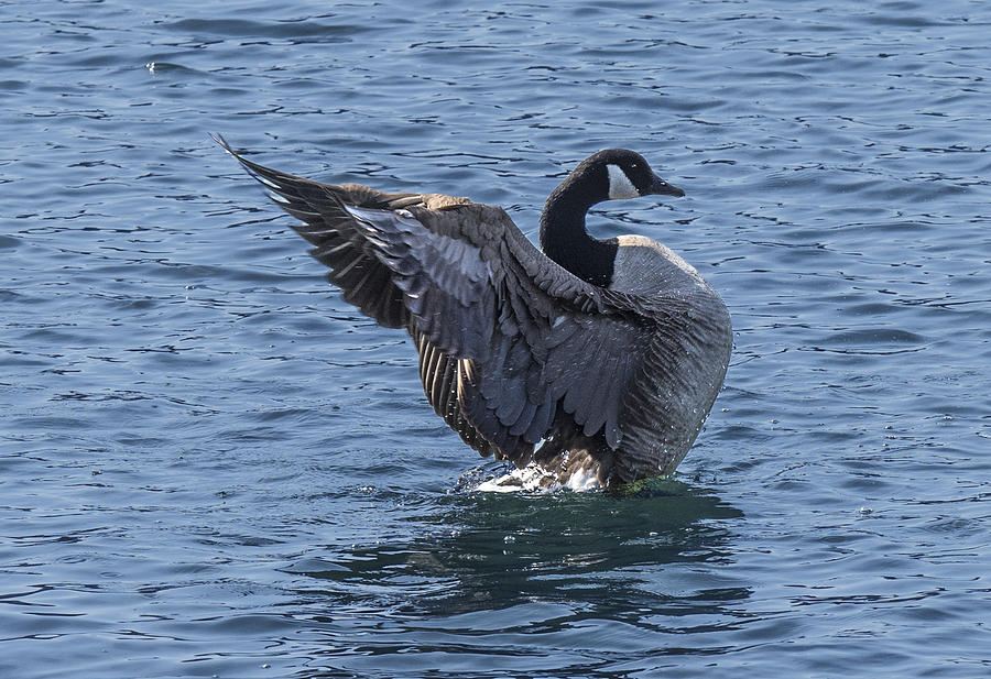 Canada Goose Spreading Wings Back Photograph by William Bitman