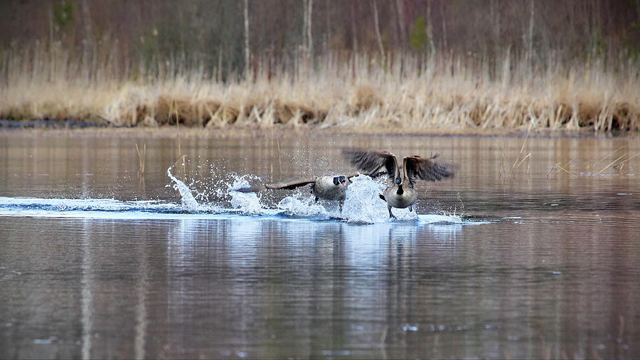 Canada goose spring action Photograph by Jouko Lehto