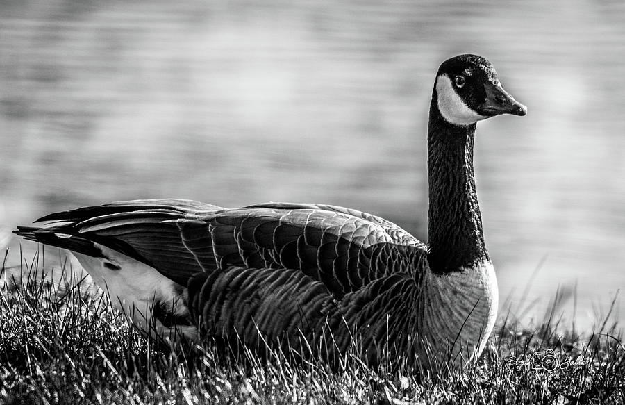 Canada Goose Photograph by Steph Gabler