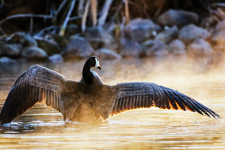 Canada goose stretching its wings Photograph by Vishwanath Bhat