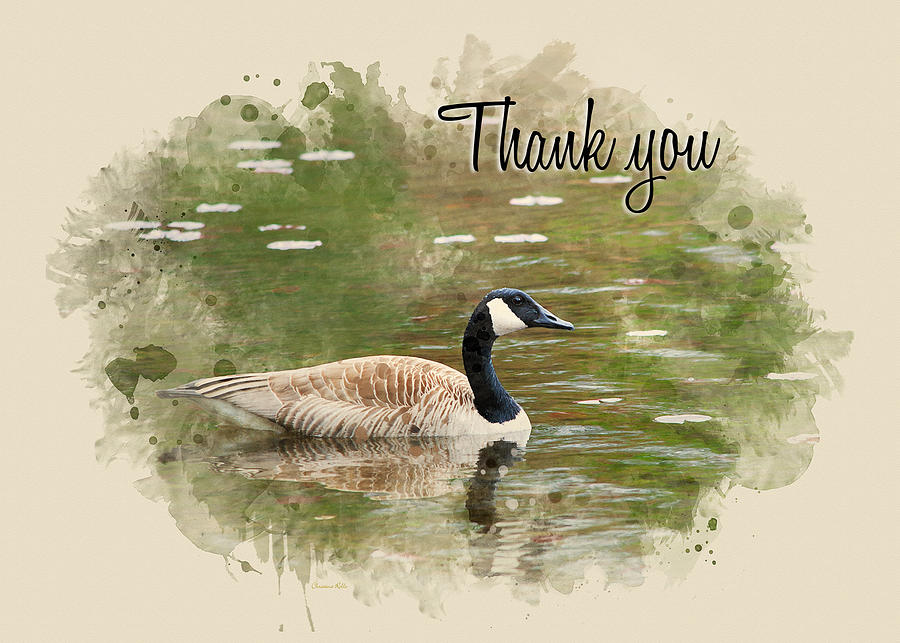 Canada Goose Watercolor Thank You Card Mixed Media by Christina Rollo