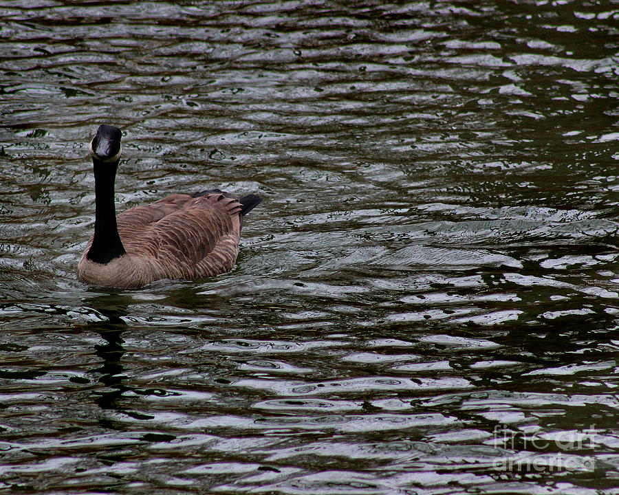 Canada Goose Wondering About You 8x10 Photograph by Karen Adams
