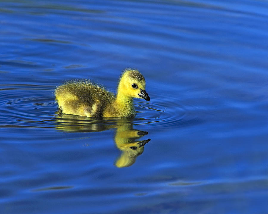 Canada Gosling Goes for A Swim Photograph by Tony Beck